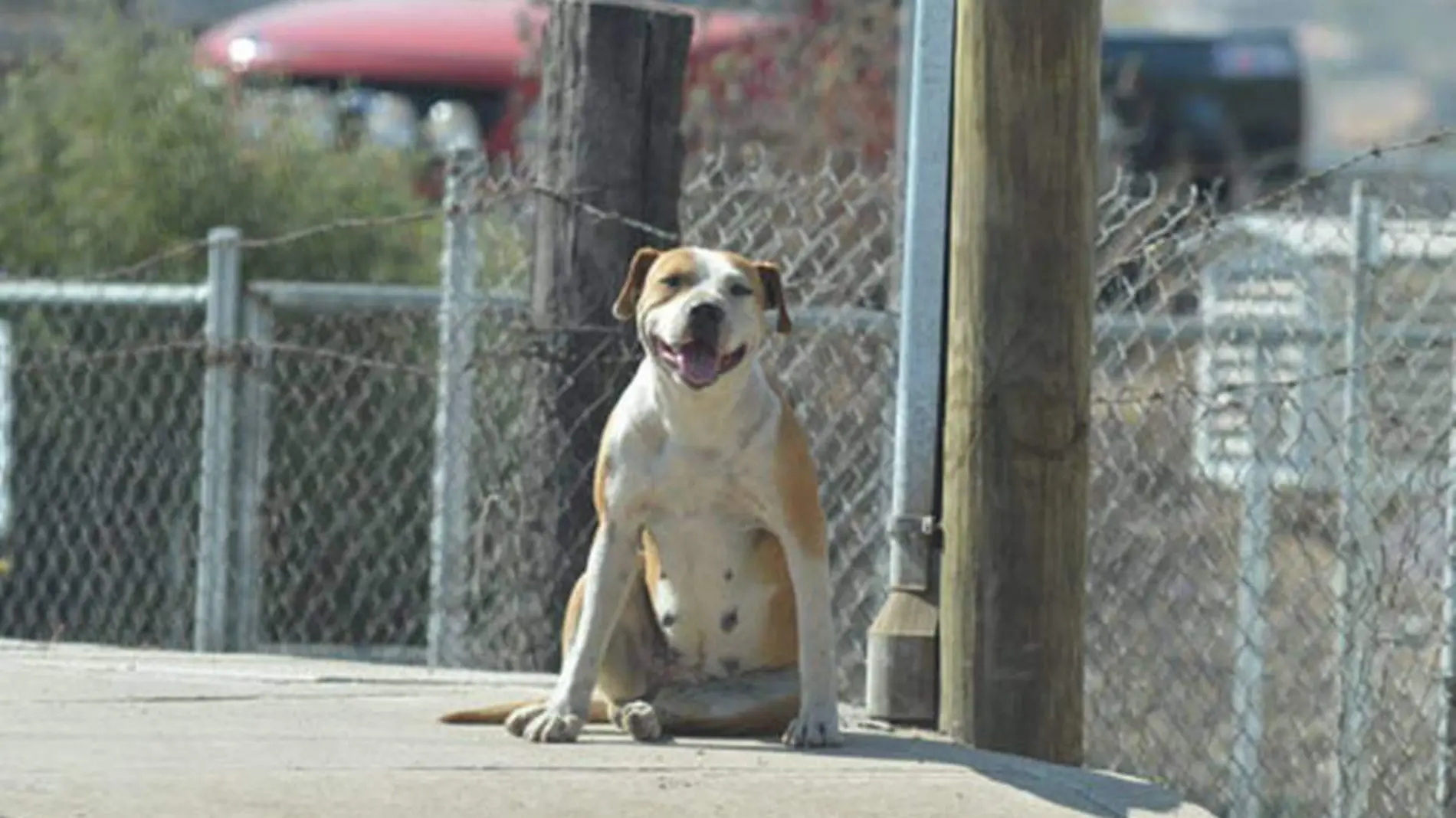 PERROS MAL TRATADOS (1) OK